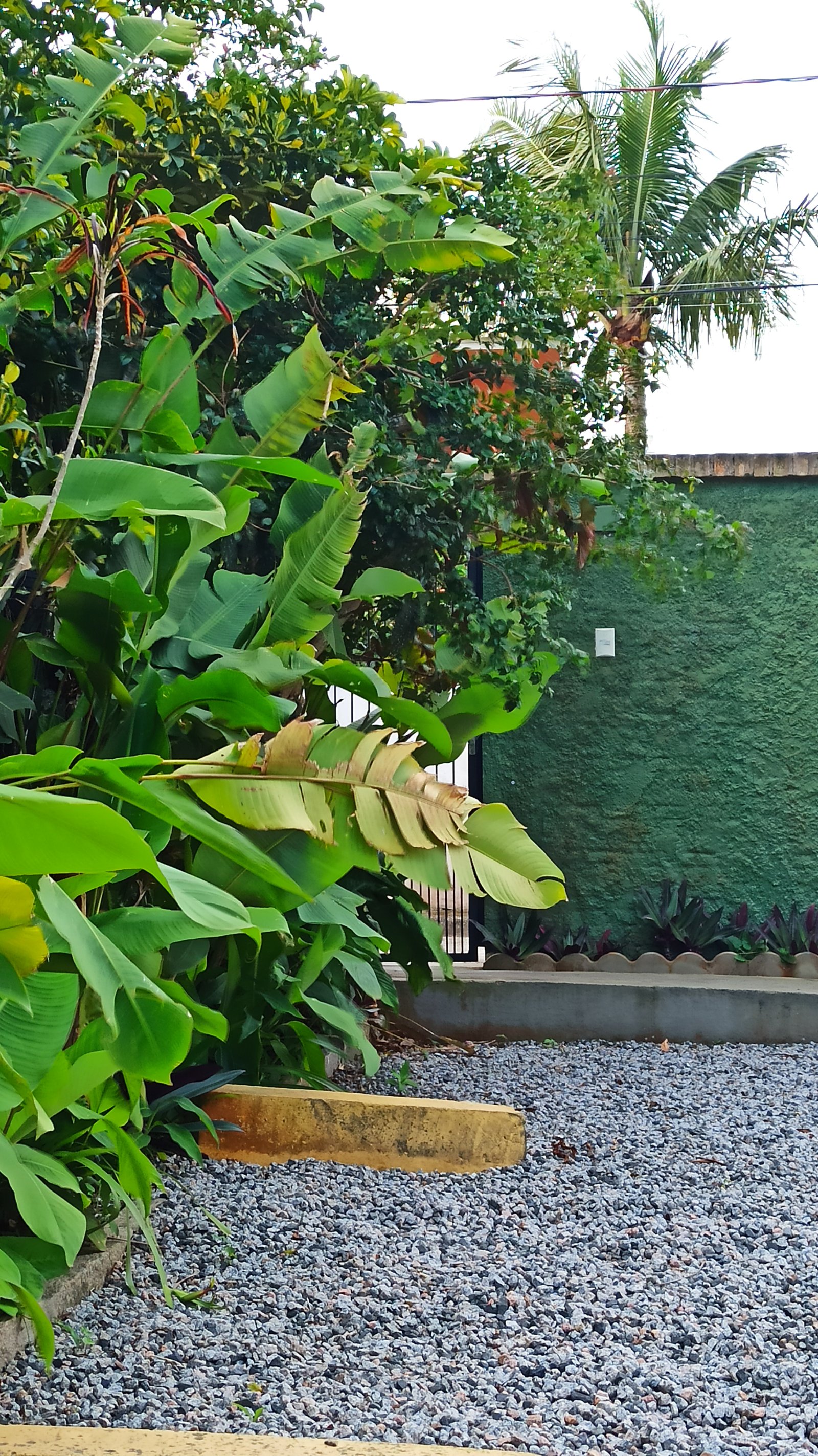 Pousada Natur Campeche - Área externa arborizada